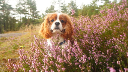cavalier king charles spaniel puppy