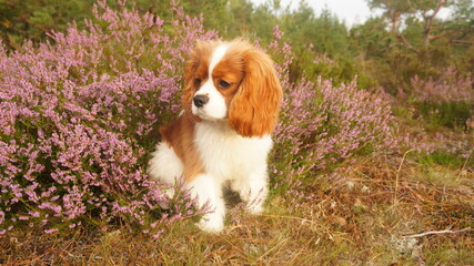 cavalier king charles spaniel puppy