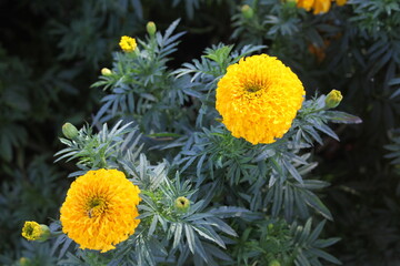 yellow flowers in the garden