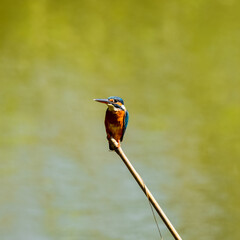 Common Kingfisher or Eurasian Kingfisher or River Kingfisher perching and waiting for fish