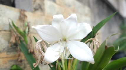 Fototapeta na wymiar white spring flowers