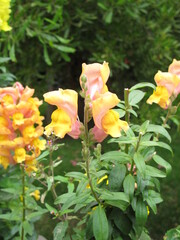flowers blooming on a day off at the zoo