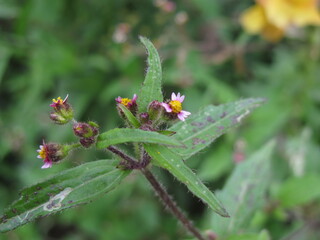 flowers blooming on a day off at the zoo