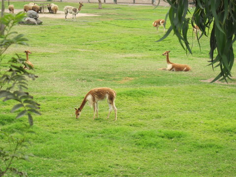 Llamas resting in zoo in Lima Peru