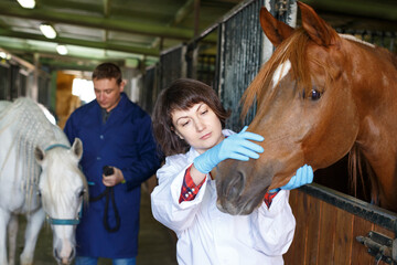 Female vet giving medical exam to horse in stable