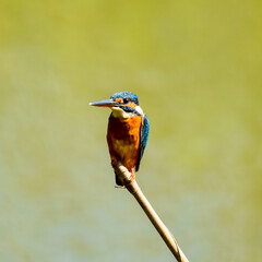 Common Kingfisher or Eurasian Kingfisher or River Kingfisher perching and waiting for fish