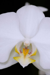 Flor Orquídea, Phalaenopsis