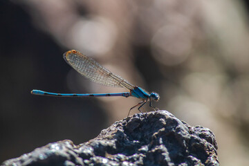 Blue dragonfly standing on a rock