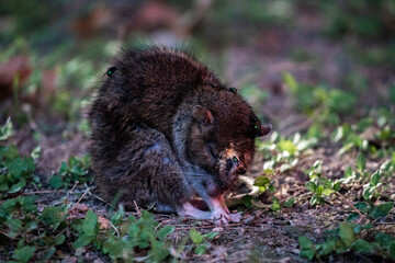 Little rat getting eated by green flies.
