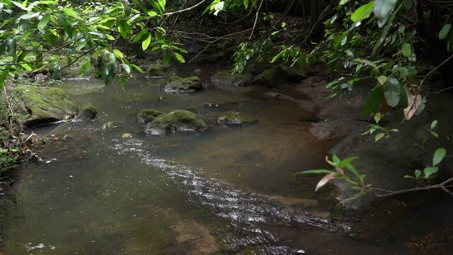 Water flows in a rain forest with lush green tree banches around.