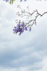 Purple Jacaranda blossom on the white background with some space for text. 