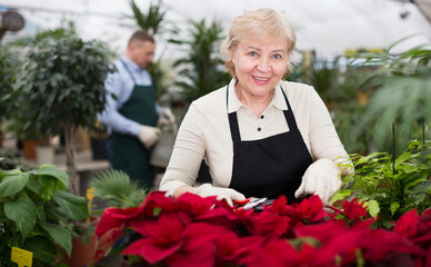 Adult woman is pruning blooming flowers on her work place in greenhouse.