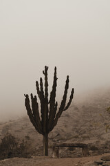 Cactus in the mist © Odile