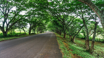 Beauty and green road in Intibuca Honduras