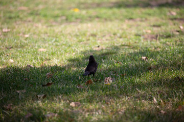 Black bird walking on the grass in park