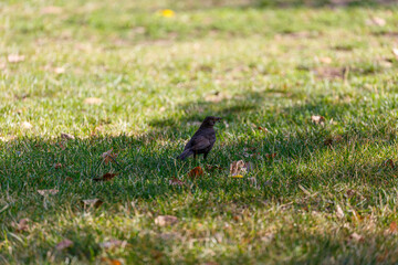 Black bird walking on the grass in park