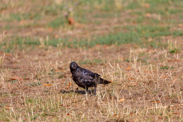 Crow walking on the grass in park