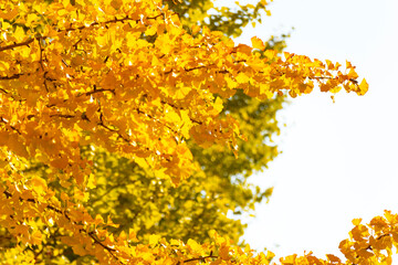 Sunny autumn ginkgo tree background