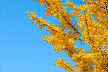 Sunny autumn ginkgo tree background
