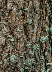 large tall pine bark brown tree trunk moss