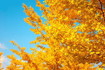 Obraz na płótnie Canvas Sunny autumn ginkgo tree background