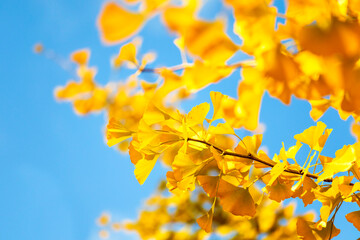 Sunny autumn ginkgo tree background