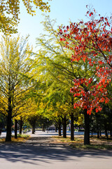 イチョウ 銀杏 秋 黄色