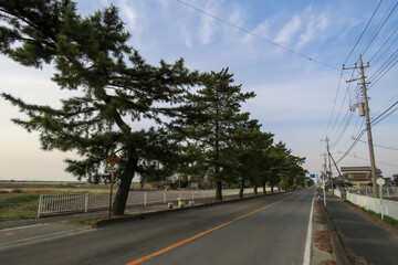枝が大きく路上にはみ出した松並木