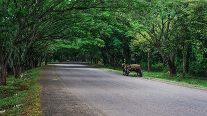 Fototapeta na wymiar Man riding horse cart in a beauty and green road in Intibuca Honduras