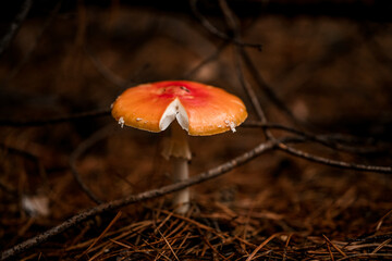 poisonous mushroom growing in the autumn forest