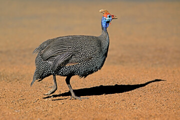 Helmeted guineafowl running