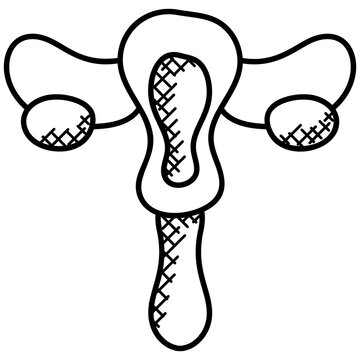 
Vagina. Diagram Of The Female Human Reproductive Tract And Ovaries 
