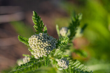 Close-up of buds of milfoil (achillea)