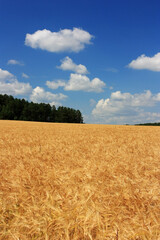 Golden ears of wheat in the field
