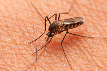 Striped mosquitoes are eating blood on human skin. Mosquitoes are carriers of dengue fever and malaria.