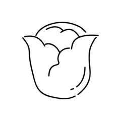 cabbage outline icon vector