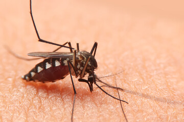 Striped mosquitoes are eating blood on human skin. Mosquitoes are carriers of dengue fever and malaria.Dengue fever is very widespread during the rainy season.