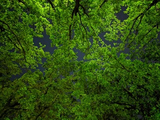 Obraz premium green forest background