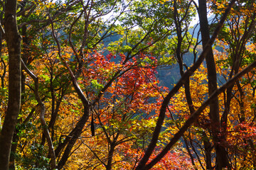 紅葉の武奈ヶ岳 登山道の風景