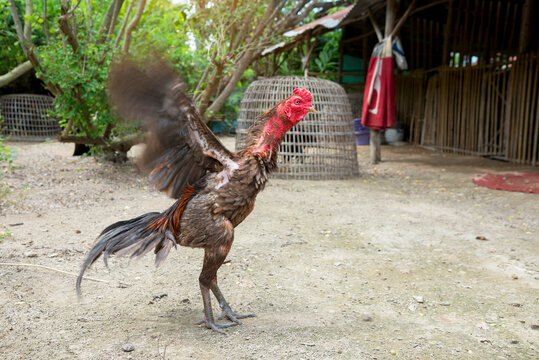 Thai gamecocks on a natural forest background, fighting chickens stand to show their wings on a farm in Thailand.