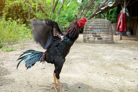 Thai gamecocks on a natural forest background, fighting chickens stand to show their wings on a farm in Thailand.