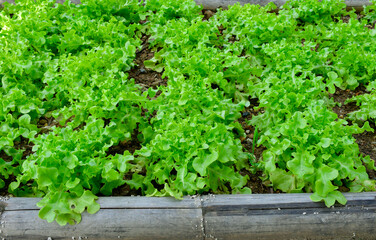 Selective focus Fresh green oak salad on organic farms.