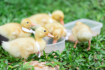 Ducklings with yellow Many cute ones Relaxing on the lawn