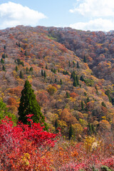 Obraz premium 紅葉の武奈ヶ岳 登山道の風景
