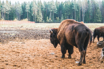 Bison in full growth in its habitat.