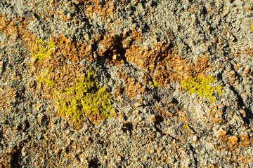 Green lichen background in the stone.