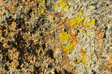Green lichen background in the stone.