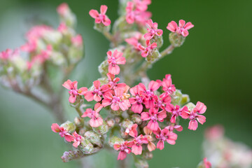 Close-up of pink blossoms and buds of milfoil (achillea)