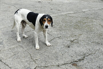 jack russell terrier dog