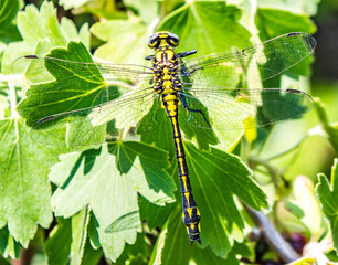 A dragonfly on a branch leaves behind it.